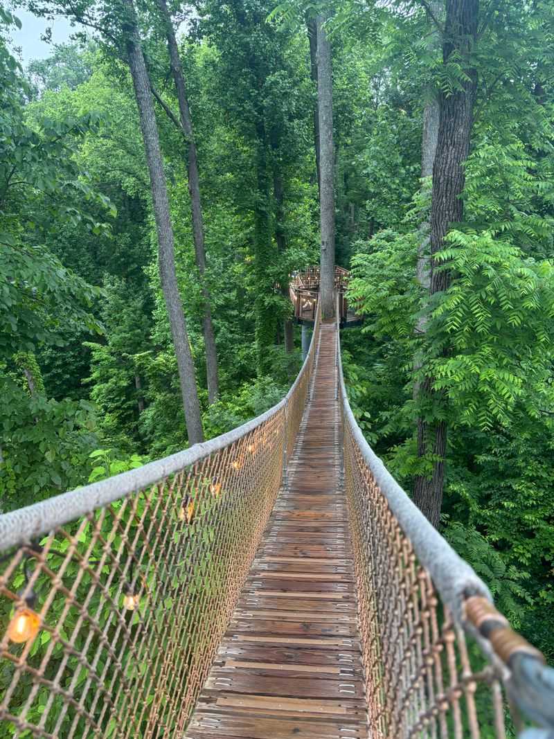 The Treetop Skywalk And Its Gentle Sway