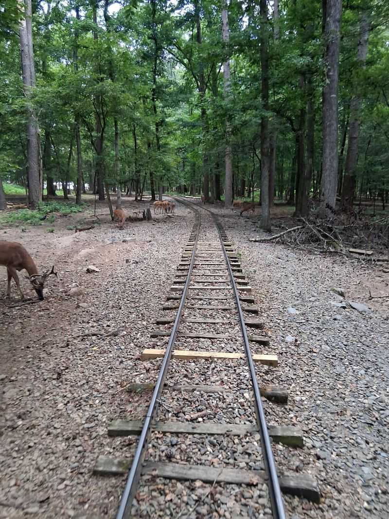 How Beavers Bend Depot's Train Ride Connects You With Nature