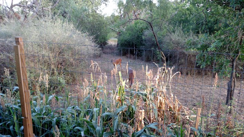 Kingsland's Location Balances Seclusion With Practical Access