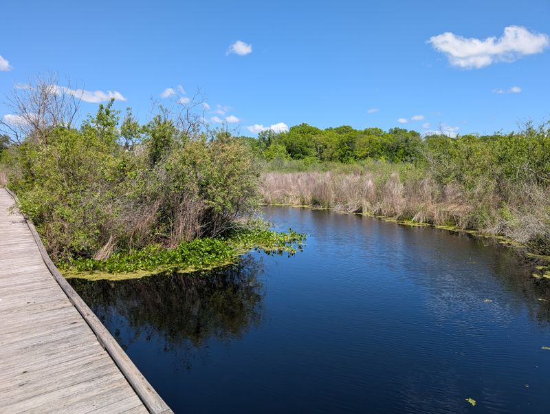 What Makes This Wetland Unique
