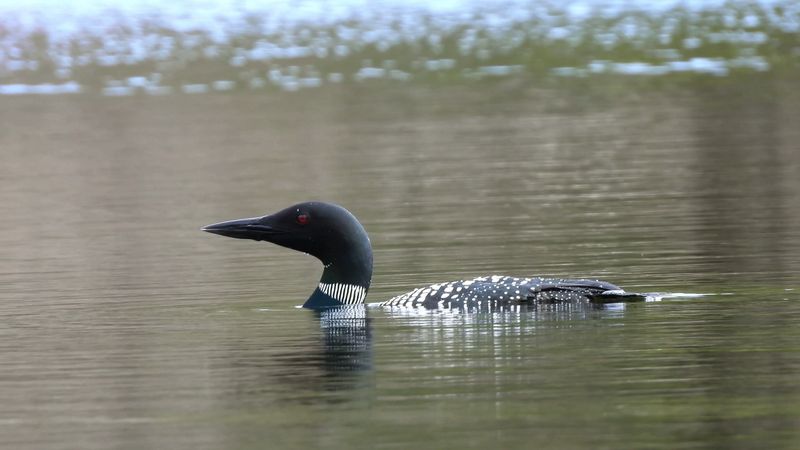 Wildlife Encounters Are More Likely Than People
