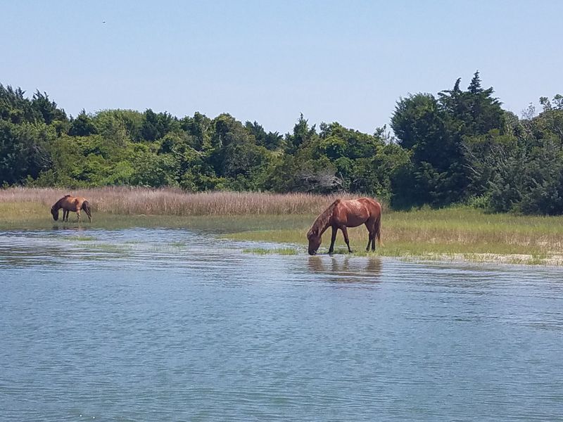 Wild Horses Still Roam The Nearby Banks