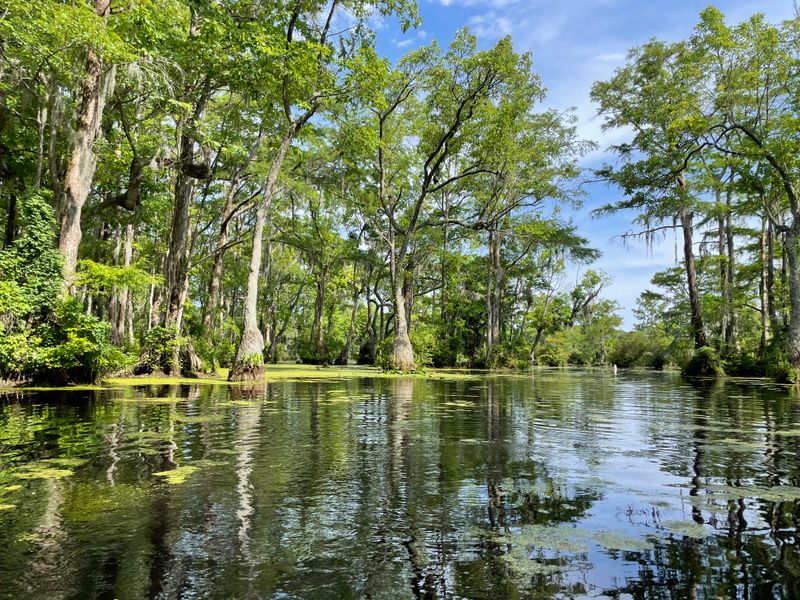 Merchants Millpond State Park