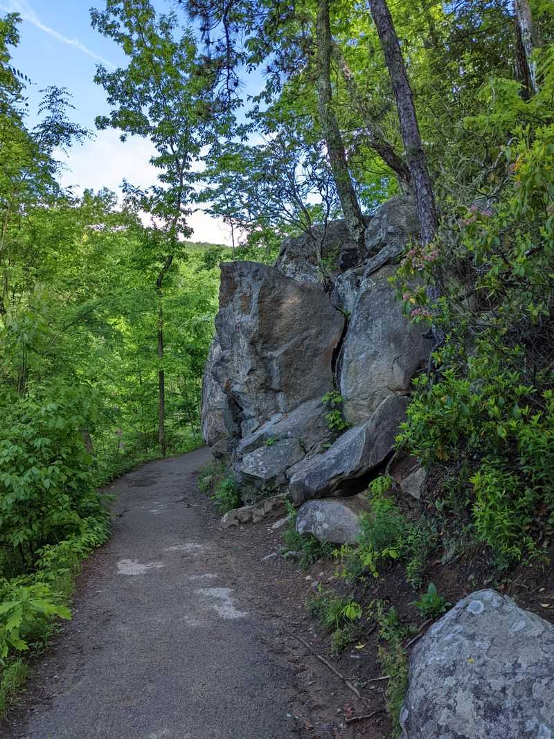 A Paved Path With Wild Charm