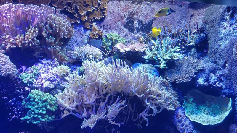 Freshwater Giants With Quiet Authority