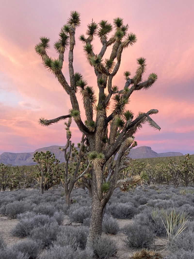 Joshua Forest Scenic Road
