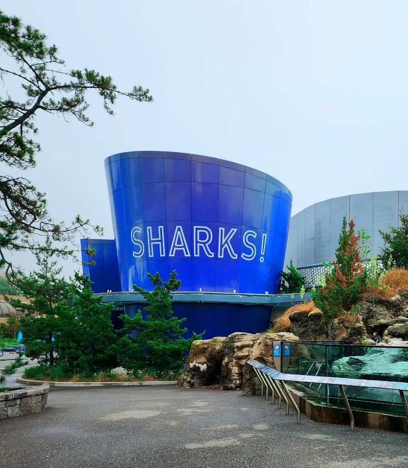 Finding Your Rhythm On Surf Avenue