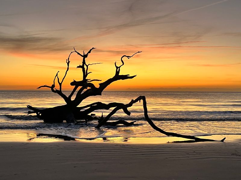 Driftwood Beach (Jekyll Island)