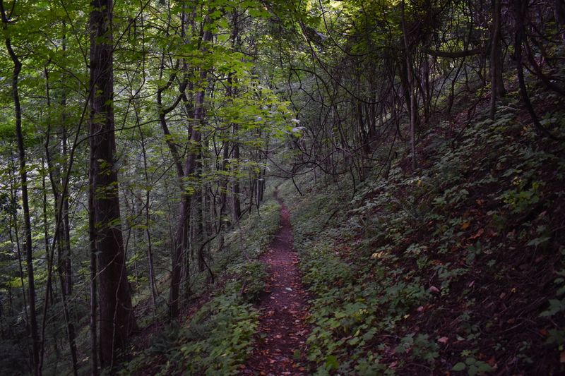 Lower Mount Cammerer Trail
