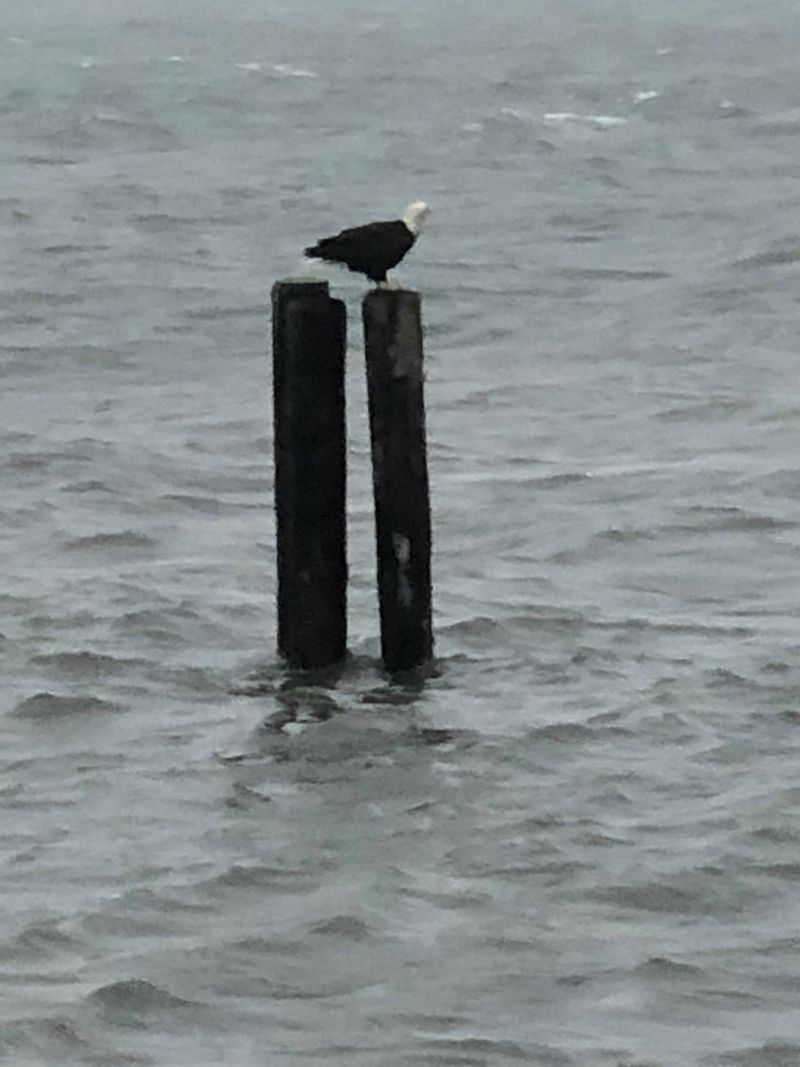 Wildlife Is Part Of The Everyday View