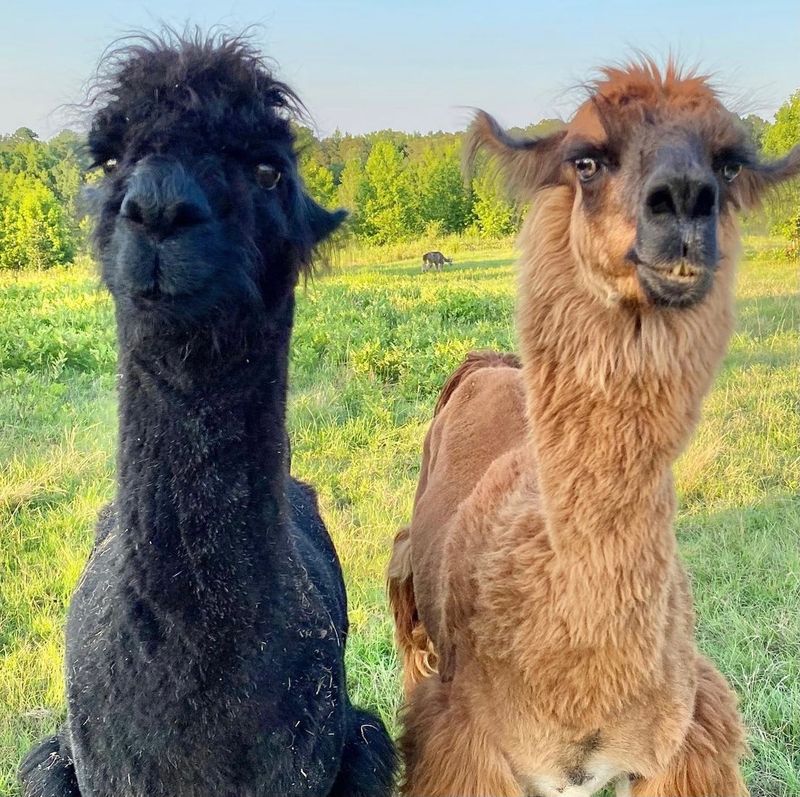 Volunteers: The Heart Of Frog Song Sanctuary