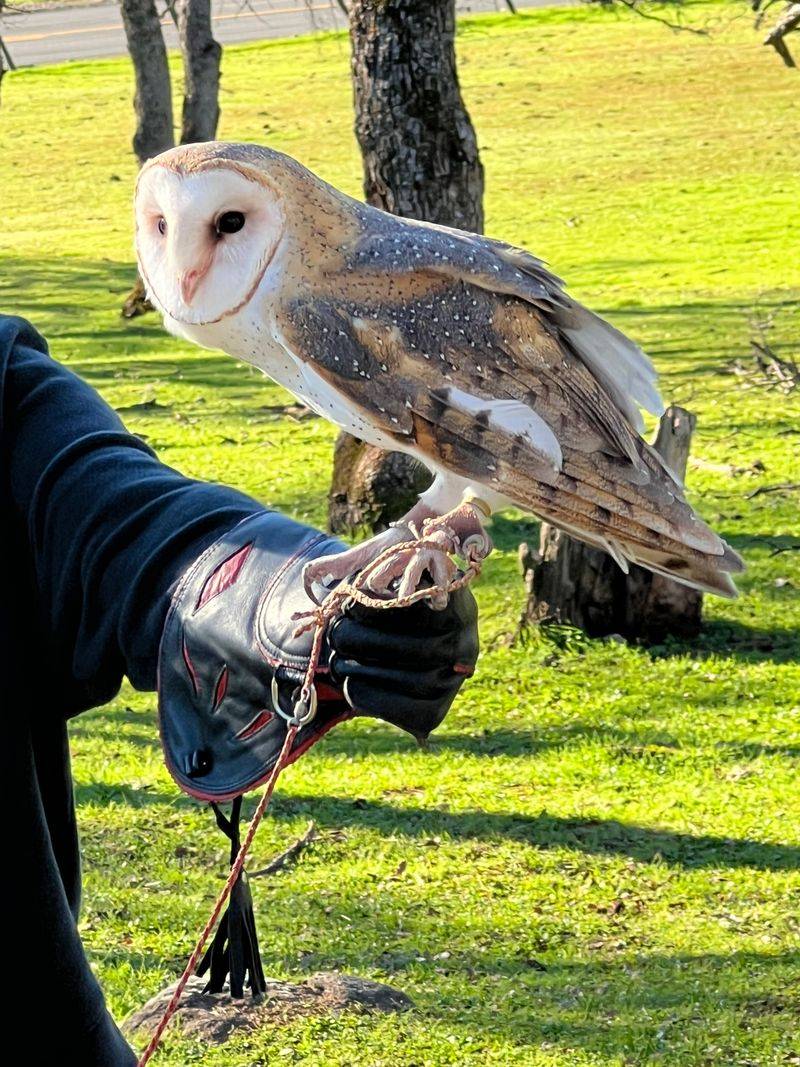 West Coast Falconry Experience (Yuba City Area)