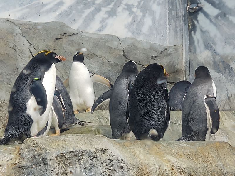 Penguins With A Sense Of Timing