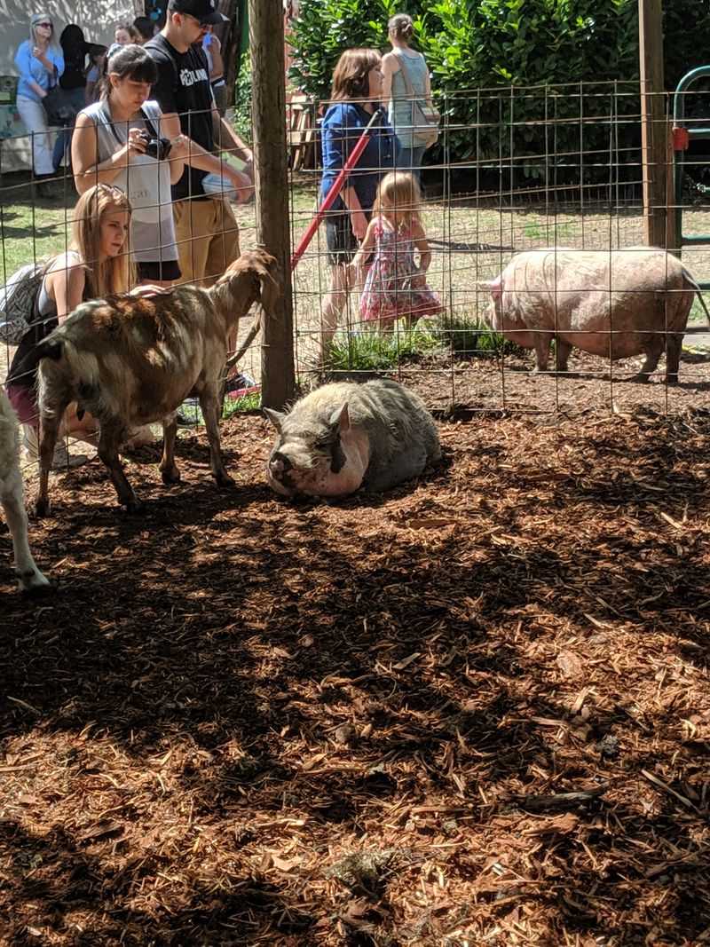 Meet The Animals: Pigs, Goats, And More At Frog Song