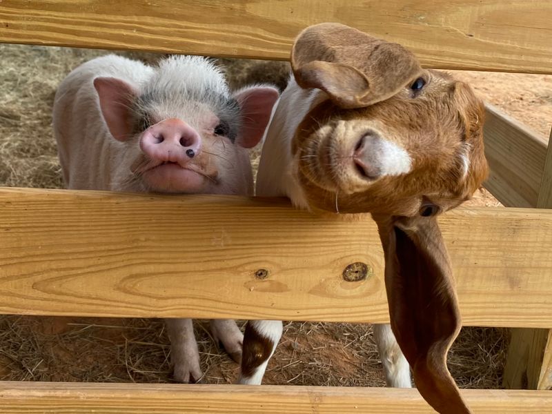 Educating The Public: Compassionate Approach