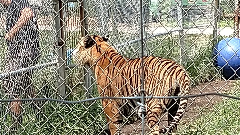 A Mission Beyond Display: Rescue And Rehabilitation