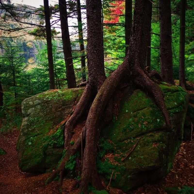 Why This Forest Is Ideal For Quiet, Intentional Travel