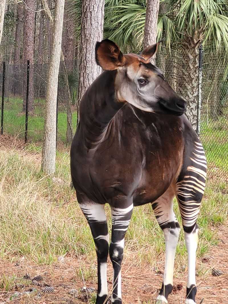 Why This Sanctuary Is Not A Zoo