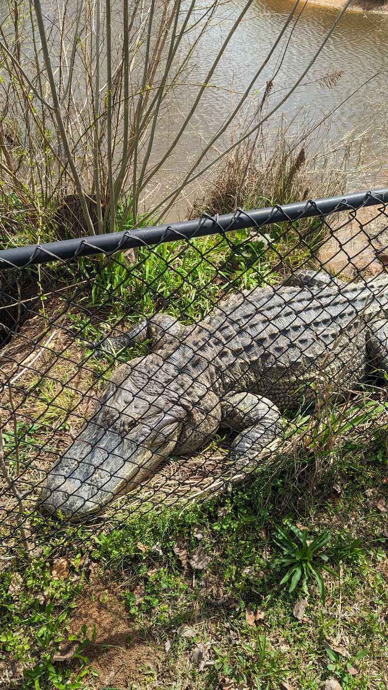 Unexpected Exotic Animals Found In Georgia