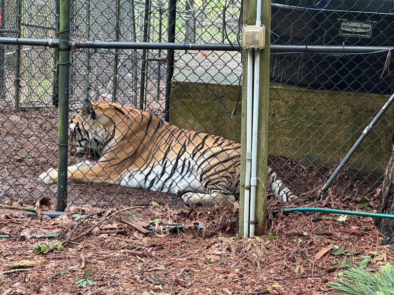 The Sanctuary's Role In Animal Rescue