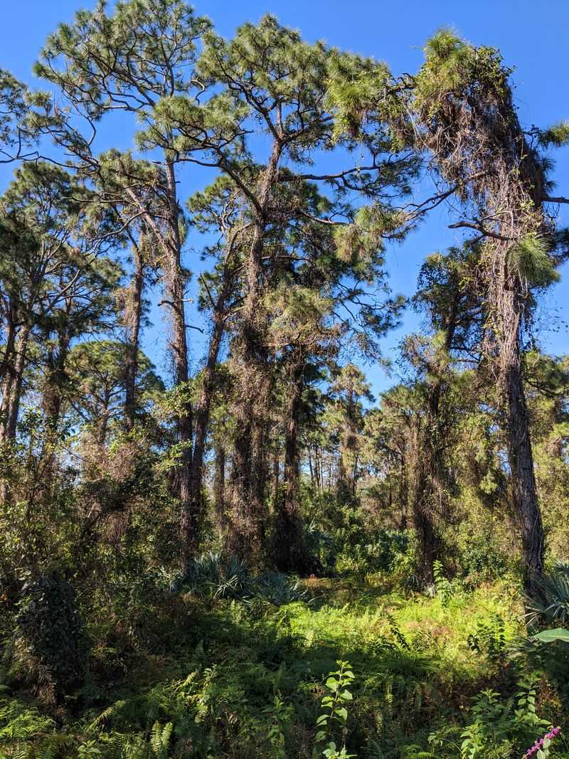 The Preserve Plays A Role In Local Flood Control