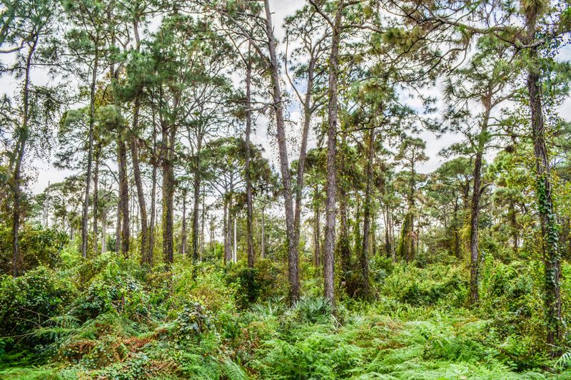 The Preserve Protects A Rare Piece Of South Florida's Original Landscape