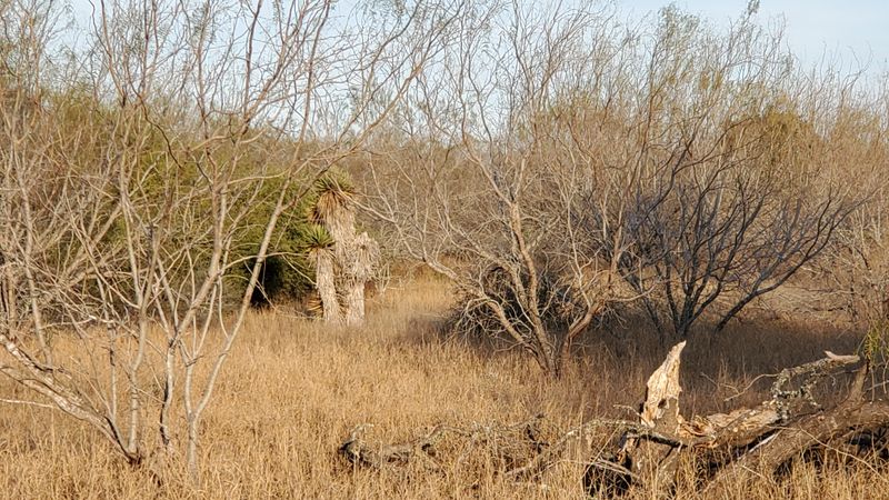 The Wildlife Around La Sal Del Rey