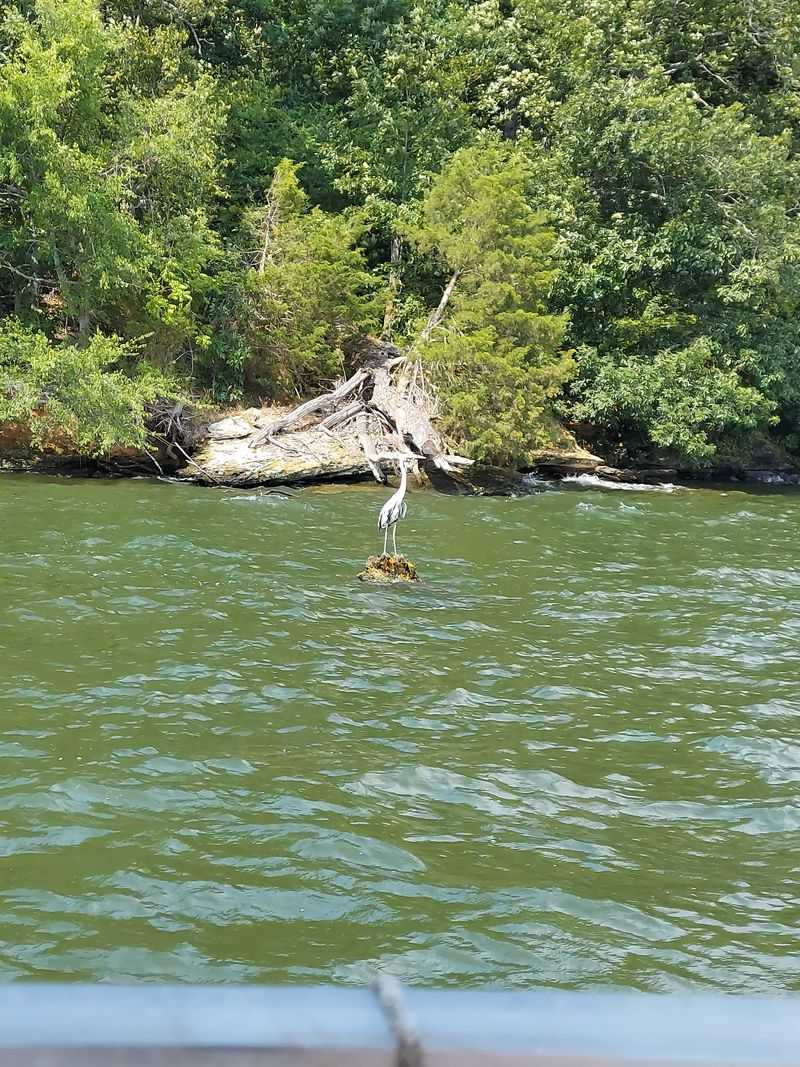 See Florida Wildlife Up Close Without Leaving The Boat