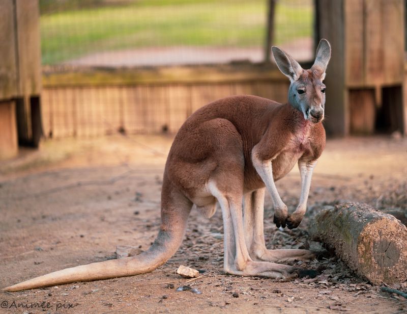 A Must-See Spot For Animal Lovers