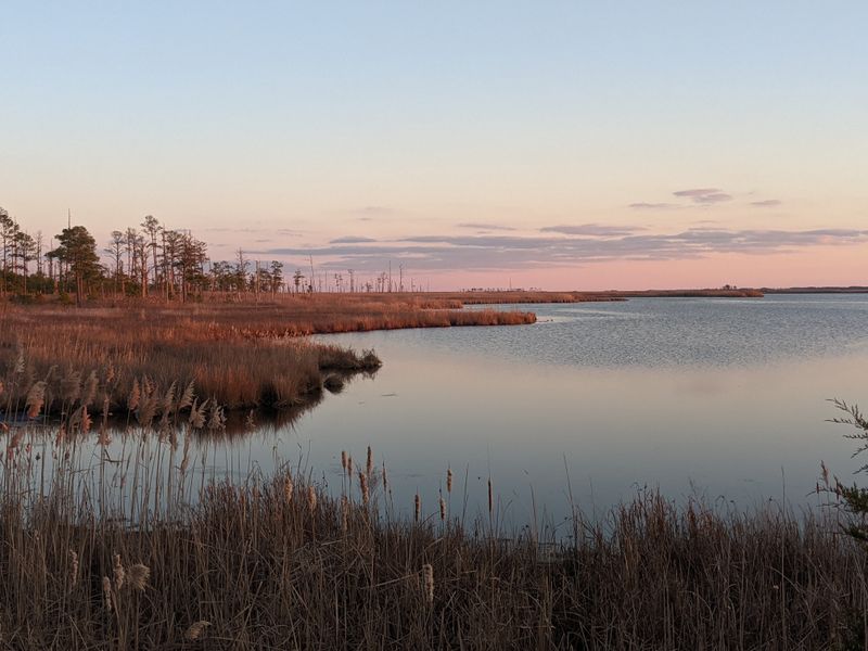 Blackwater National Wildlife Refuge Observation Boardwalk (Cambridge Area)