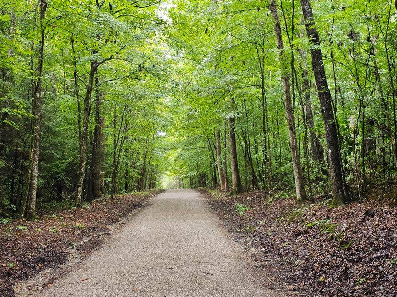 Birdsong, Canopy, And A Moving Breeze