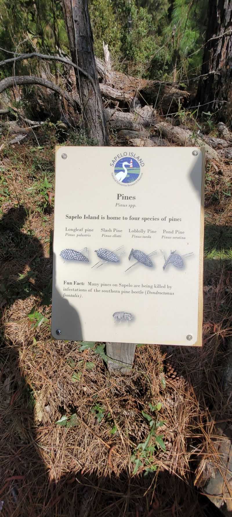 Sapelo Island (McIntosh County)