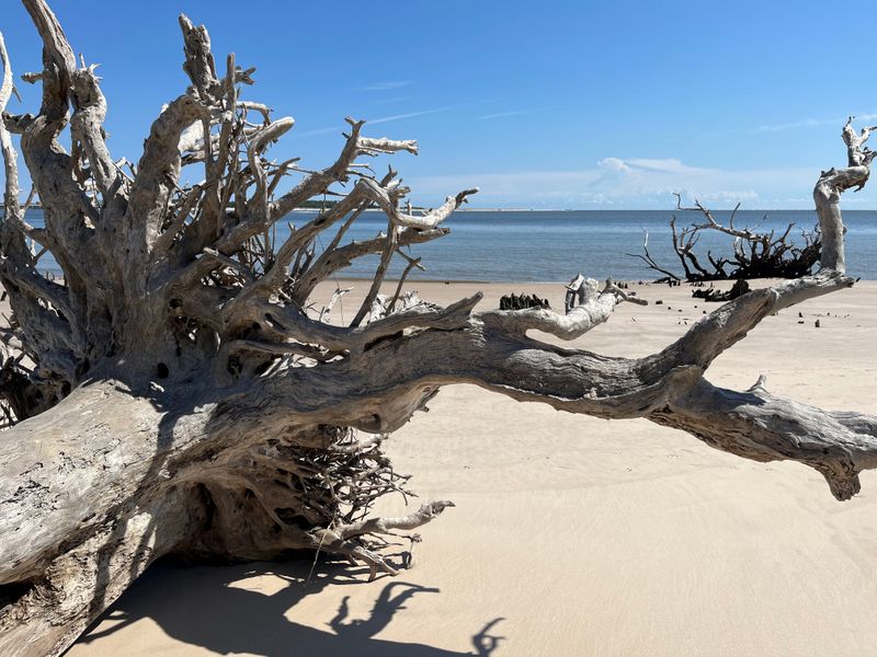 Big Talbot Island State Park (Boneyard Beach)