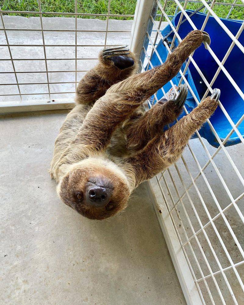 Animals With Unique Personalities And Stories