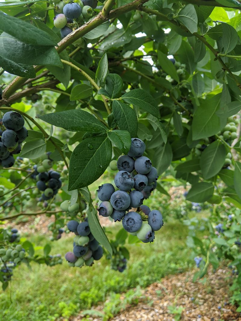 Farming Roots and Locally Sourced Peace