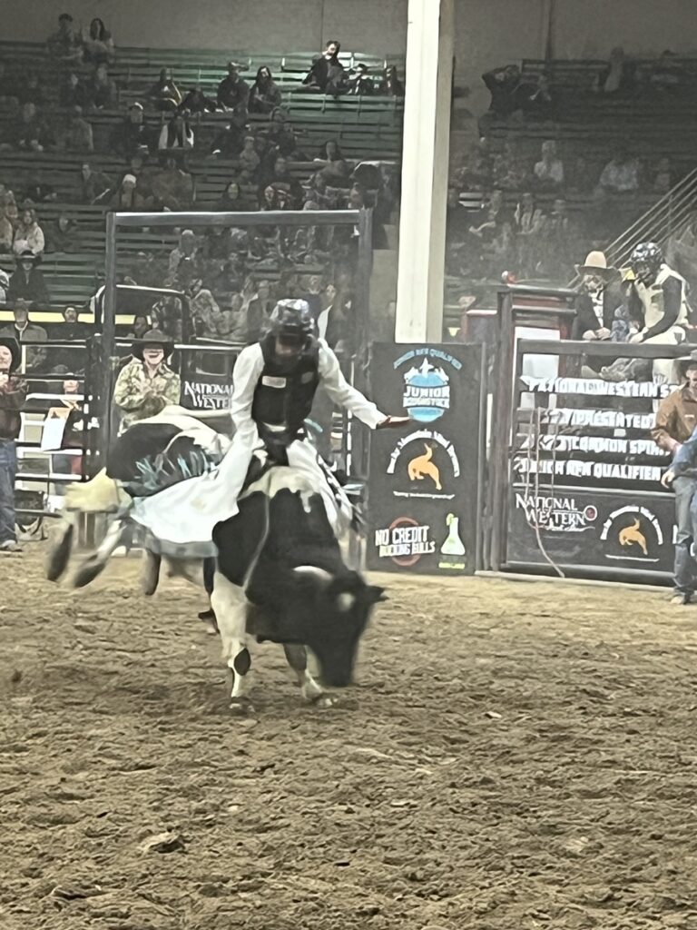 Mini-bull riding competition at National Western Stock Show in Denver