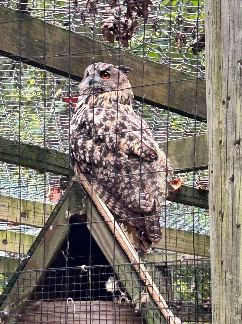 Stories Behind Every Animal