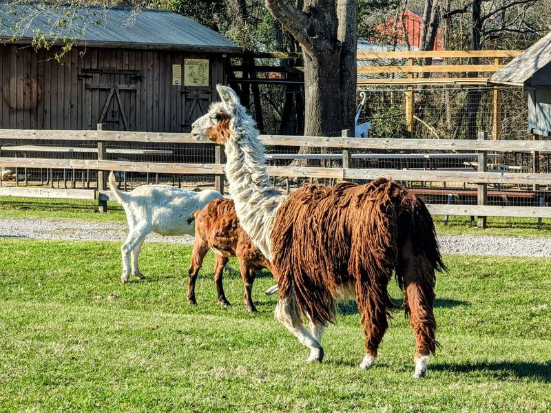 Hand-Raised Animals With Friendly Personalities
