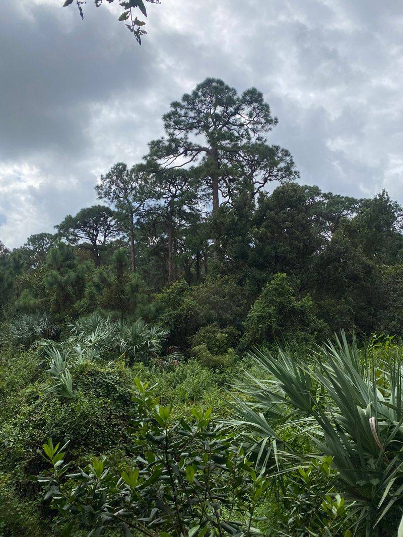 It Proves Florida's Wild Spaces Aren't Always Far Away