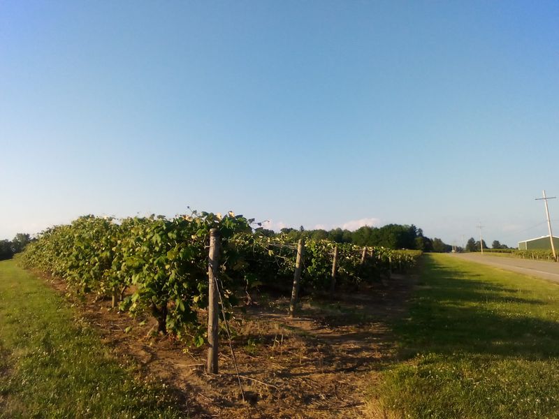 Rich Wine Country And Beautiful Vineyards