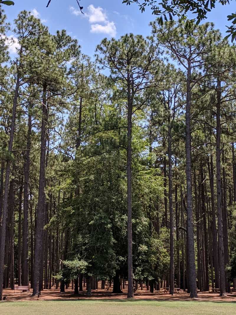 The Entire Town Feels Immersed In Trees, Not Traffic