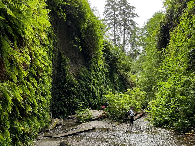 Exploring Fern Canyon (Redwood National & State Parks)