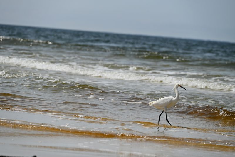 Why Port St. Joe Is Florida's Best Kept Secret For Nature Lovers
