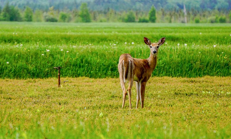 Lake Life Without Crowds Or Resort Strips