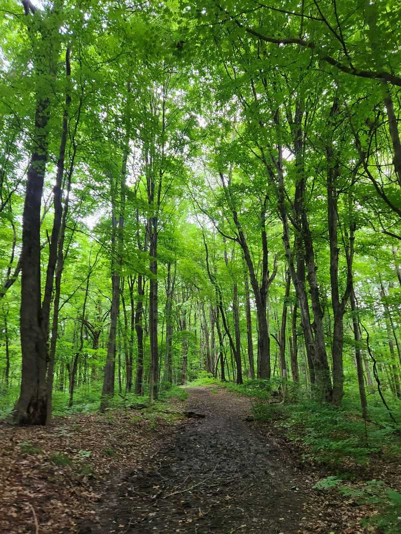 Forest Corridors And River Glints