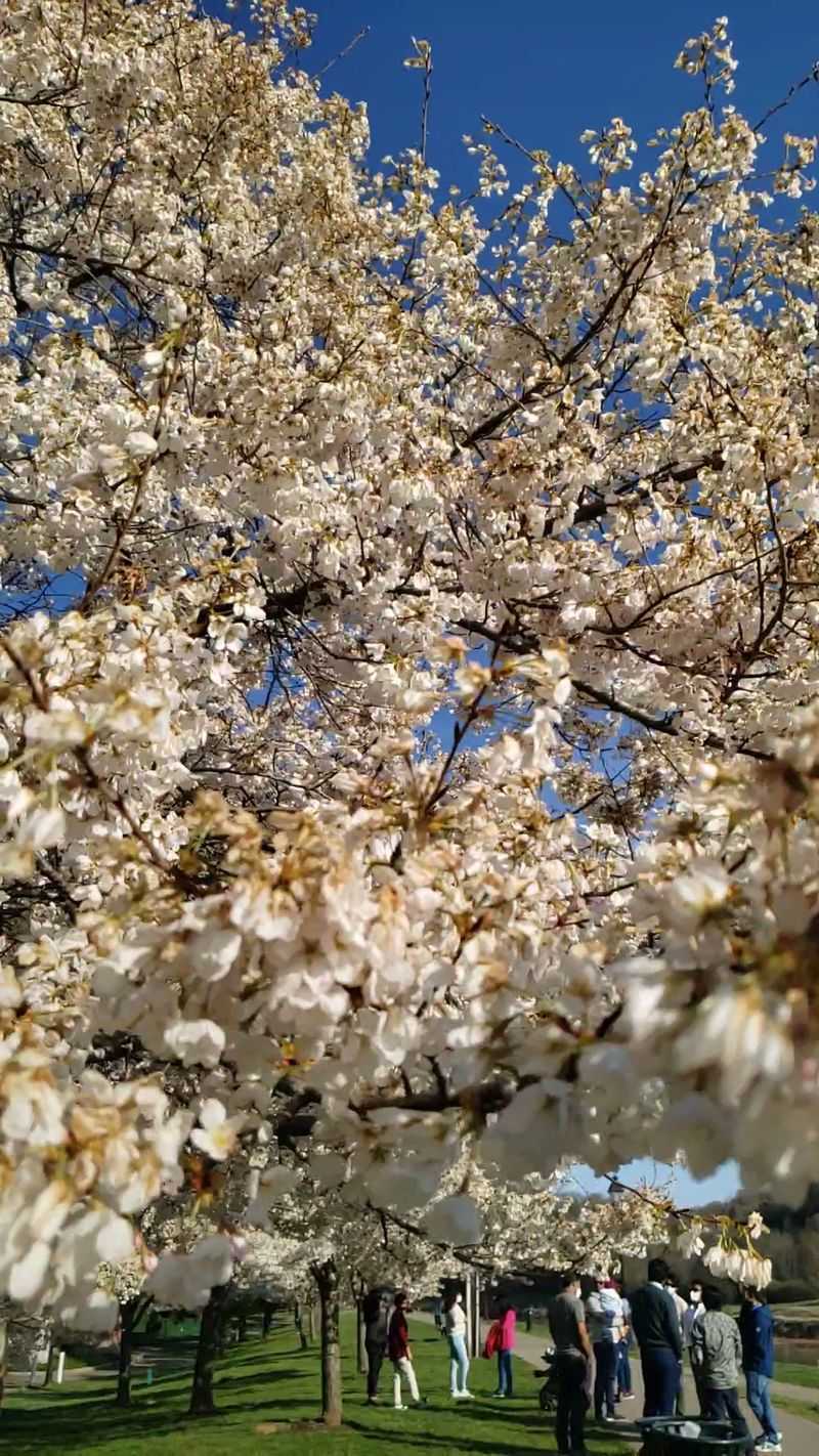 Vibrant Festivals That Celebrate Community