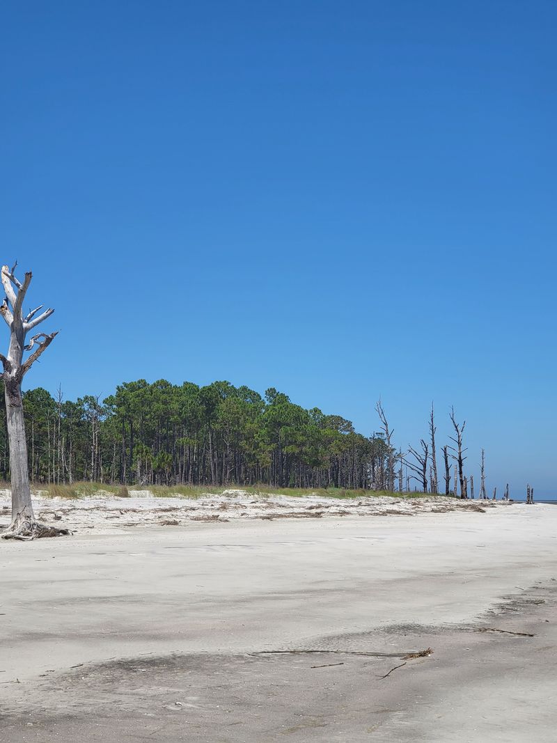 Ossabaw Island (Chatham County)