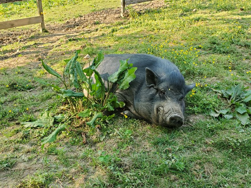 Finding Peace Among Animals 