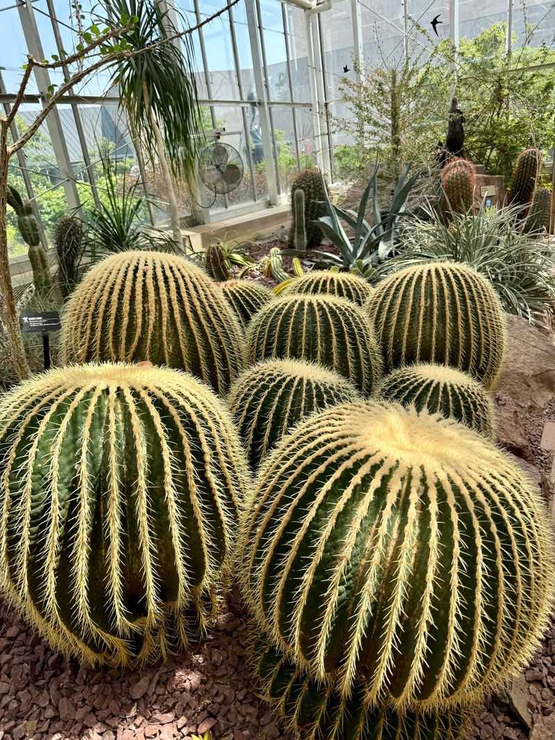 Rare And Exotic Plants You Won't Find Everywhere