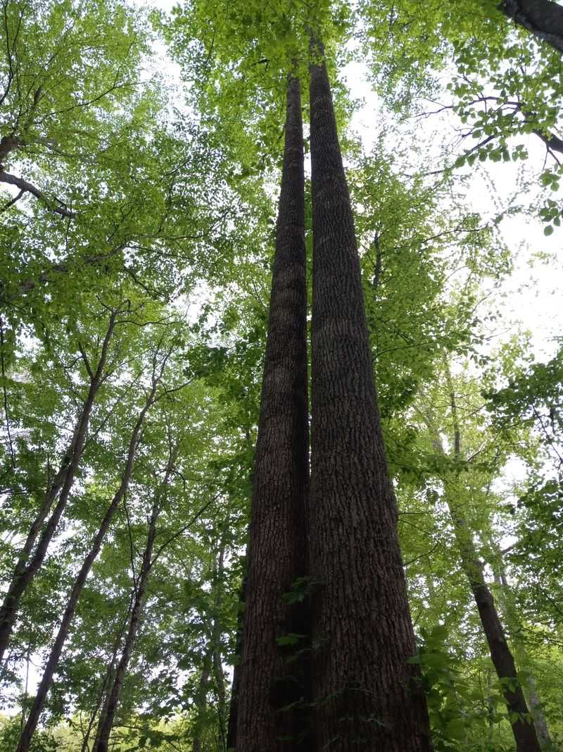 Surrounded By Forest, Not Development
